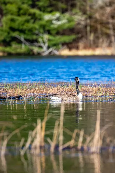 Mayıs ayında Nikomos Gölü 'nde yüzen Kanada kazı (Branta canadensis) dikey