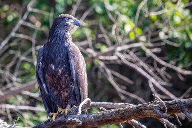 Kel Kartal (Haliaeetus leucocephalus) olgunlaşmamış, Kuzey Wisconsin 'de DNR izleme bandıyla bir dala tünemiş.