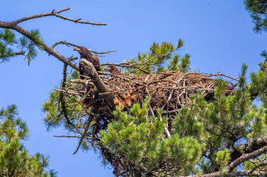 İki Kel Kartal (Haliaeetus leucocephalus) olgunlaşmamış, bir çam ağacına tünemiş, yatay