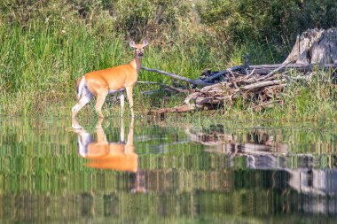 Beyaz kuyruklu geyik (Odocoileus virginianus) Wisconsin Nehri 'nde, Gökkuşağı Çiçeği' nin yatay kenarında durur.