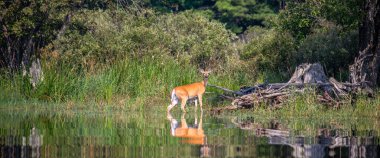 Beyaz kuyruklu geyik (Odocoileus virginianus) Wisconsin Nehri 'nde, Gökkuşağı Çiçeği, panorama