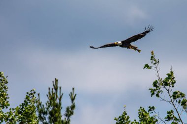 Kel Kartal (Haliaeetus leucocephalus) kuzey Wisconsin 'de bir turna balığıyla uçuyor.