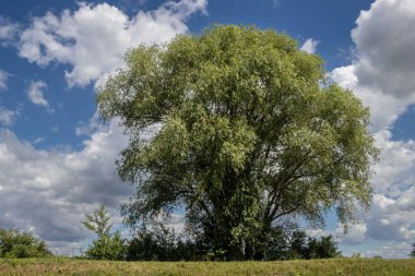 Bata 'nın Morava bölgesi ile Slovakya arasında inşa ettiği kanal. Güzergahı çevreleyen güzel yeşillikler, ağaçlar, çalılar, çimenler ve çiçekler. Beyaz bulutlu mavi gökyüzü. Bata Kanalı, Çek ve Slovakya Cumhuriyeti