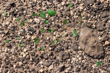 Soil full of stones and rocks and broken pieces of glass, enlighted by the sunlight. Puerto Lajas, Fuerteventura, Canary Islands, Spain.