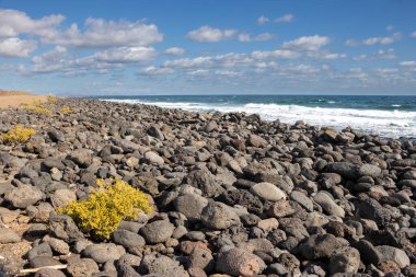 Sunny day in the winter. Coast of the Atlantic ocean with small waves. Beach with pebbles and blooming yellow plant. Blue sky with white clouds. Puerto Lajas, Fuerteventura, Spain.