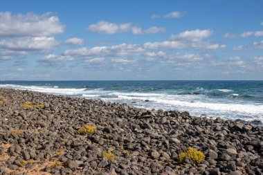 Sunny day in the winter. Coast of the Atlantic ocean with small waves. Beach with pebbles and blooming yellow plant. Blue sky with white clouds. Puerto Lajas, Fuerteventura, Spain.