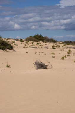 Kış mevsiminde eşsiz Avrupa çöllerinde yaşam: Kumda büyüyen bitki ve çalılar. Beyaz bulutlu mavi gökyüzü. Corralejo, Fuerteventura (UNESCO Biyosfer Rezervi), Fuerteventura