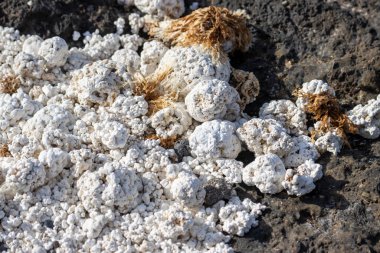 Atlantik Okyanusu kıyısında. Üs siyah lav taşları ve kayalardan yaratıldı. Kırık mercan parçaları, patlamış mısır tasarımı. Corralejo, Fuerteventura, Kanarya Adaları.