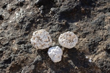 Atlantik Okyanusu kıyısında. Üs siyah lav taşları ve kayalardan yaratıldı. Kırık mercan parçaları, patlamış mısır tasarımı. Corralejo, Fuerteventura, Kanarya Adaları.