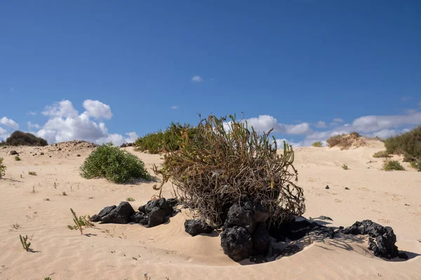 Vida Deserto Europeu Único Durante Temporada Inverno Muitas Plantas Arbustos — Fotografia de Stock
