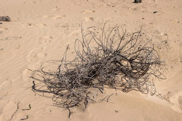 沙漠生活的证据 炎热季节过后的冬季丛林干枯 独特的欧洲沙漠 Corralejo Fuerteventura 教科文组织生物圈保护区 加那利岛 — 图库照片