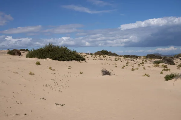 Stock image Life in the unique european desert during the winter season: many plants and bushes growing in the sand. Blue sky with white clouds. Corralejo, Fuerteventura (UNESCO Biosphere Reserve), Fuerteventura