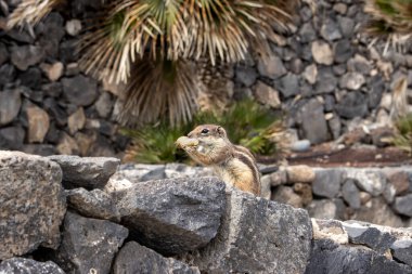 Fıstıklı sincap, adadaki en büyük kolonilerden biri. Yuvalarının ve saklanacak yerlerinin olduğu taş duvarların yakınında beliriyorlar. Fuerteventura, Kanarya Adaları, İspanya.