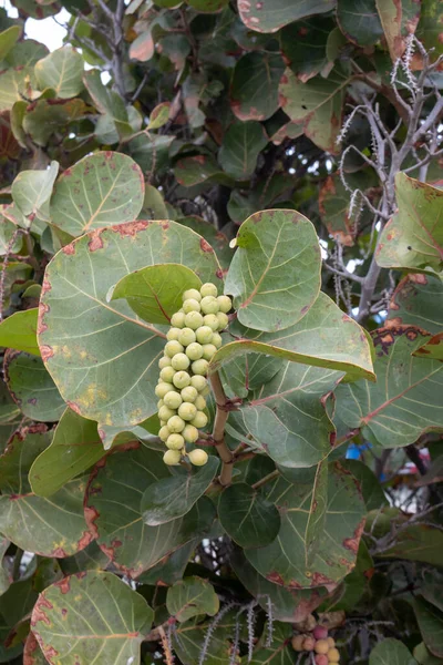 Coccoloba Uvifera Bir Parkta Yetişen Meyveli Dekoratif Bir Bitki Meyveler — Stok fotoğraf