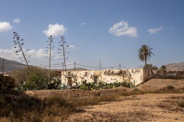 Eski terk edilmiş zemin kattaki bir bahçede palmiye ağacı ve çiçek açan bir agave. Kumlu toprak. Beyaz bulutlu mavi gökyüzü. Casillas del Angel, Fuerteventura, Kanarya Adaları.
