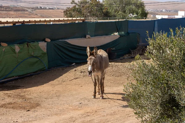 Donkey on a rope in a farm. Sandy soil and some greenery around. Almacigo, Fuerteventura, Canary Islands.