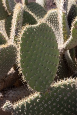 Güneş ışığında Opuntia kaktüsü, dikenleri renklendiriyor. Kalp şeklinde bir şey. Eski kireçtaşı fabrikasına park (Fabrica de callao de los Pozos), Puerto del Rosario, Fuerteventura.