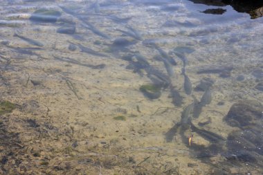Kumlu bir sahilde, doğal havuzda balıklar. Castillo Caleta de Fuste, Fuerteventura, Kanarya Adaları, İspanya.
