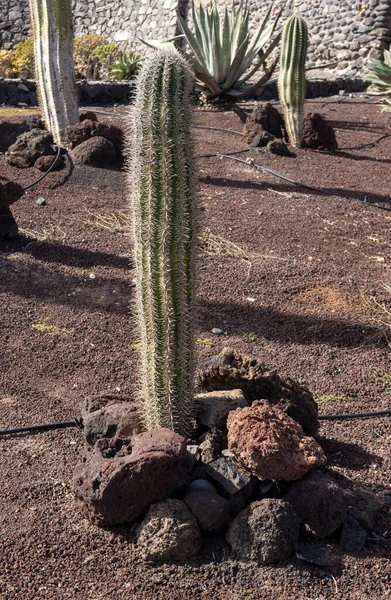 stock image Cactus growing outdoors, in a park in former limestone factory (Fabrica de callao de los Pozos), Puerto del Rosario, Fuerteventura.