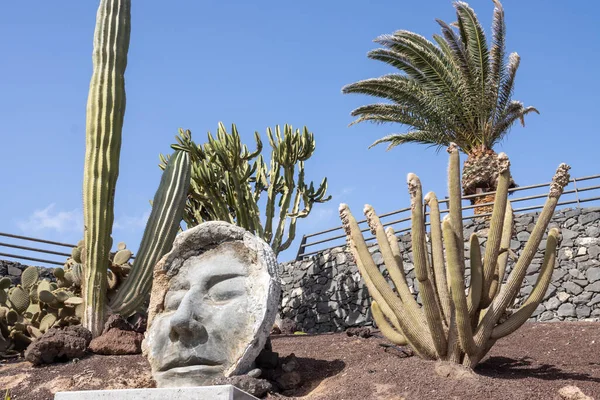 Fabrica de Callao de los Pozos parkında yetişen çeşitli kaktüsler. Bir yüz heykeli. Atlantik Okyanusu kıyısında. Parlak mavi gökyüzü. Puerto del Rosario, Fuerteventura, Kanarya Adaları, İspanya.