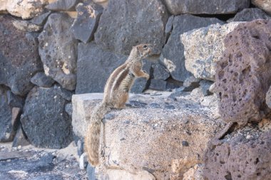 Güneşli bir günde sincap. Çitlerin kayaları ve taşları arasında yaşıyor. Hornos de Cal de la Guirra, La Guirra Sahili, Fuerteventura, Kanarya Adaları, İspanya.