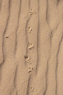 Eşsiz bir Avrupa çölünde yaşamın kanıtı. Dalgalı yüzeyde bir hayvanın ayak izleri. Park Natural Dunas de Corralejo, Fuerteventura, Kanarya Adaları, İspanya.