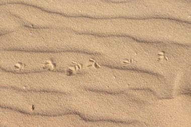 Eşsiz bir Avrupa çölünde yaşamın kanıtı. Dalgalı yüzeyde bir hayvanın ayak izleri. Park Natural Dunas de Corralejo, Fuerteventura, Kanarya Adaları, İspanya.