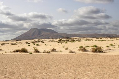 Kışın eşsiz Avrupa çölü. Bitkilerin yeşil noktaları. Arka plandaki dağ. Bulutlu gökyüzü. Park Natural Dunas de Corralejo, Fuerteventura, Kanarya Adaları, İspanya.