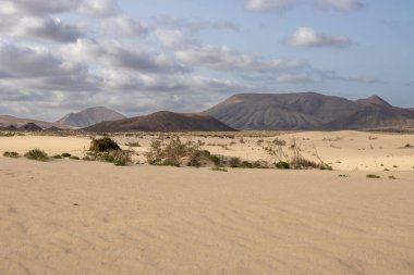 Kışın eşsiz Avrupa çölü. Bitkilerin yeşil noktaları. Arka plandaki dağ. Bulutlu gökyüzü. Park Natural Dunas de Corralejo, Fuerteventura, Kanarya Adaları, İspanya.