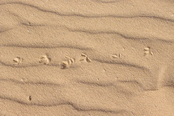 在独特的欧洲沙漠中生活的证据 波浪形表面动物的脚印 西班牙加那利群岛Fuerteventura Corralejo自然公园 — 图库照片