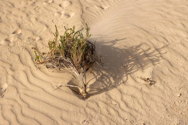 Green life, plants in the desert during the winter. Texture of the sand. Parque Natural Dunas de Corralejo. Unique european desert. Fuerteventura, Canary Islands, Spain.