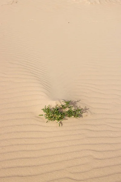 Green life, plants in the desert during the winter. Texture of the sand. Parque Natural Dunas de Corralejo. Unique european desert. Fuerteventura, Canary Islands, Spain.