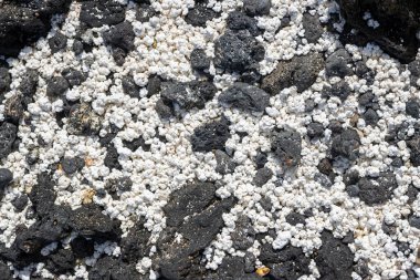 Plaja lakap takan siyah volkanik çakıl taşlarının ve patlamış mısır şeklindeki beyaz mercan parçalarının aksine. Playa del Bajo de la Burra ve Playa el Mejilon, Fuerteventura.