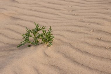 Yeşil hayat, kışın çölde bitkiler. Kumun dokusu. Park Natural Dunas de Corralejo 'da. Eşsiz Avrupa çölü. Fuerteventura, Kanarya Adaları, İspanya.