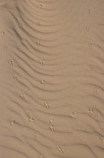 유럽의 사막에서 모래를 채취하는 것이었습니다 바람에 만들어 Parque Natural Dunas — 스톡 사진