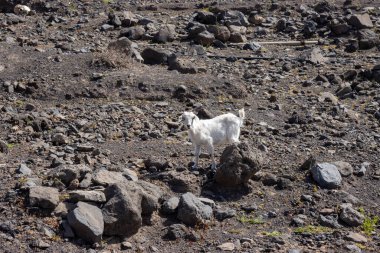 Yüksek kayalık dağlarda kışın kuru yüzeyi olan küçük bir çiftliği olan vadi. Beyaz keçi, sürüden biri. Parkın doğal Jandia, Fuerteventura, Kanarya Adaları, İspanya.