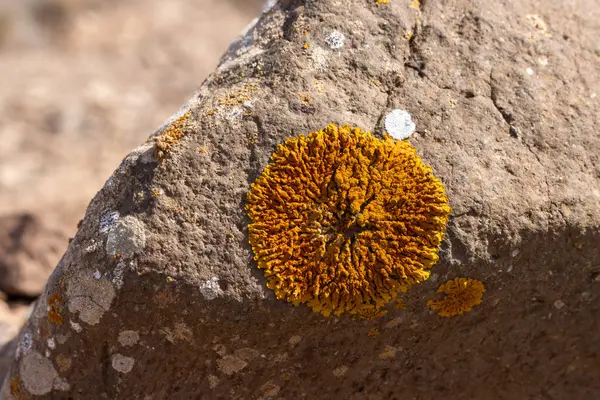 Vivid Yellow Color Lichen Stone Sunlight Mountains Centre Island Fuerteventura — Stock Photo, Image