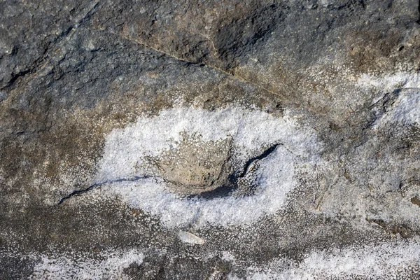 Schwarze Felsen Der Atlantikküste Kristalle Aus Meersalz Wodurch Verschiedene Formen — Stockfoto