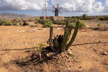 Geleneksel kaktüsler ve diğer bitkiler. Bol taşlı kum kayası toprağı. Dekoratif yel değirmeni ve arka planda bir dağ. Beyaz bulutlu mavi gökyüzü. Llanos de la Concepcion, Fuerteventura, İspanya.