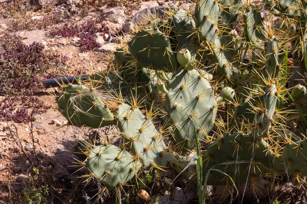 Doğada son derece uzun sarı dikenleri olan vahşi bir opuntia kaktüsünün ayrıntıları. Fuerteventura, Kanarya Adaları, İspanya, Avrupa.