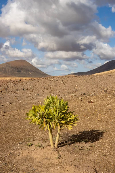 Kuru toprakta yetişen taze ve sulu yapraklar. Arka planda dağlar. Beyaz bulutlu mavi gökyüzü. Merkez Fuerteventura (Tindaya), İspanya.