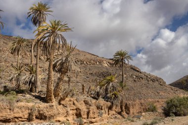 Çeşitli çalılardan ve büyük palmiye ağaçlarından oluşan taze bitkilerle dolu bir vadi. Dağdan küçük bir nehrin etrafındaki vaha. Barranco de la Madre del Agua, Fuerteventura, İspanya.