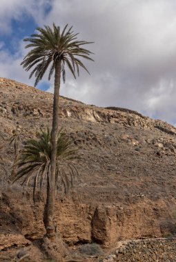 Çeşitli çalılardan ve büyük palmiye ağaçlarından oluşan taze bitkilerle dolu bir vadi. Dağdan küçük bir nehrin etrafındaki vaha. Barranco de la Madre del Agua, Fuerteventura, İspanya.