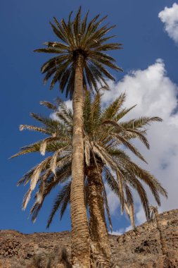 Çeşitli çalılardan ve büyük palmiye ağaçlarından oluşan taze bitkilerle dolu bir vadi. Dağdan küçük bir nehrin etrafındaki vaha. Barranco de la Madre del Agua, Fuerteventura, İspanya.