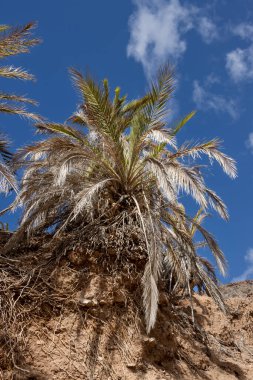 Çeşitli çalılardan ve büyük palmiye ağaçlarından oluşan taze bitkilerle dolu bir vadi. Dağdan küçük bir nehrin etrafındaki vaha. Barranco de la Madre del Agua, Fuerteventura, İspanya.