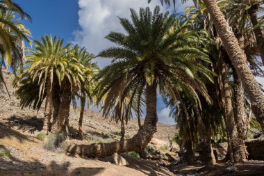 Çeşitli çalılardan ve büyük palmiye ağaçlarından oluşan taze bitkilerle dolu bir vadi. Dağdan küçük bir nehrin etrafındaki vaha. Barranco de la Madre del Agua, Fuerteventura, İspanya.