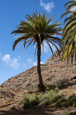 Çeşitli çalılardan ve büyük palmiye ağaçlarından oluşan taze bitkilerle dolu bir vadi. Dağdan küçük bir nehrin etrafındaki vaha. Barranco de la Madre del Agua, Fuerteventura, İspanya.
