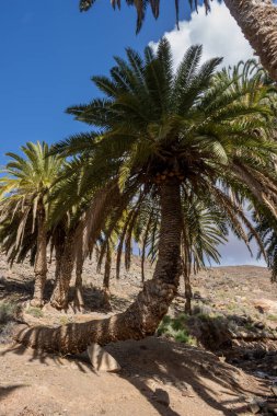 Çeşitli çalılardan ve büyük palmiye ağaçlarından oluşan taze bitkilerle dolu bir vadi. Dağdan küçük bir nehrin etrafındaki vaha. Barranco de la Madre del Agua, Fuerteventura, İspanya.