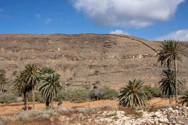 Valley with a fresh vegetation of various bushes and big palm trees. Oasis around a small river from the mountain. Barranco de la Madre del Agua, Fuerteventura, Spain.