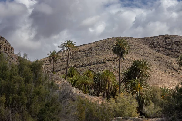 Çeşitli Çalılardan Büyük Palmiye Ağaçlarından Oluşan Taze Bitkilerle Dolu Bir — Stok fotoğraf